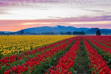 Skagit Valley Tulip Festival 2021: 10 Things to Know Before You Go!