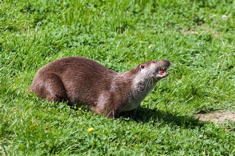 Eurasian Otter in natural habitat 6938517 Stock Photo at Vecteezy