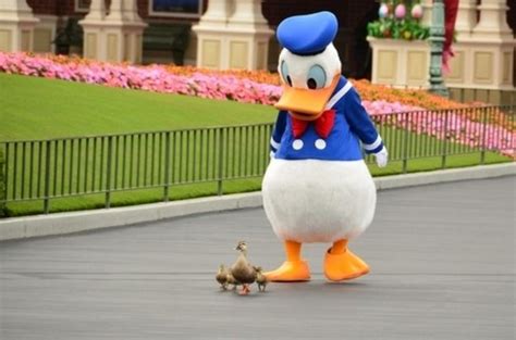 This Donald Duck costumed character meeting some actual ducks | Disney ...