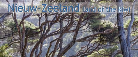 Waipoua Forest en Tane Mahuta, Nieuw-Zeeland