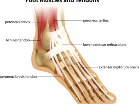 Foot Tendon Diagram