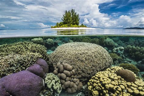 Saving Raja Ampat’s Marine Biodiversity | Papua Paradise