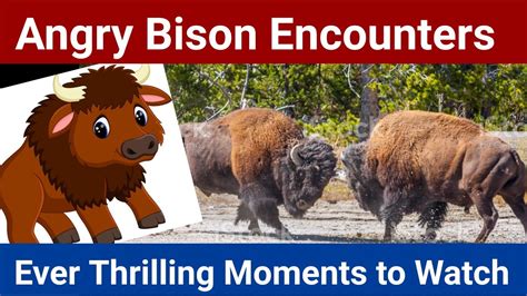 Angry Bison Encounters - YouTube