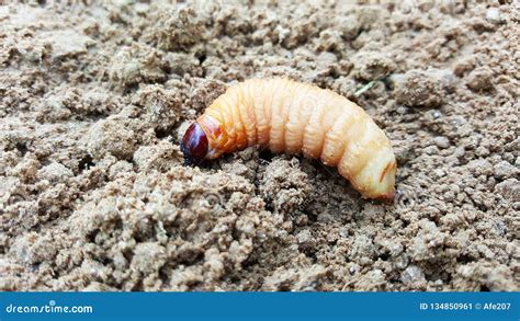 Sago Worm, Larvae From The Red Palm Weevil Stock Image | CartoonDealer ...