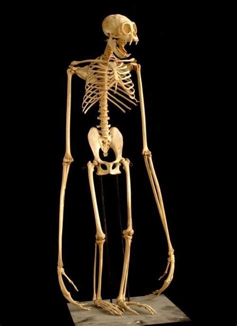 An Ape Skeleton | Cursed Images | Know Your Meme