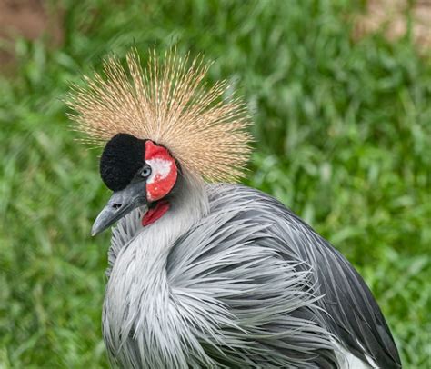 Premium Photo | Grey crowned crane bird