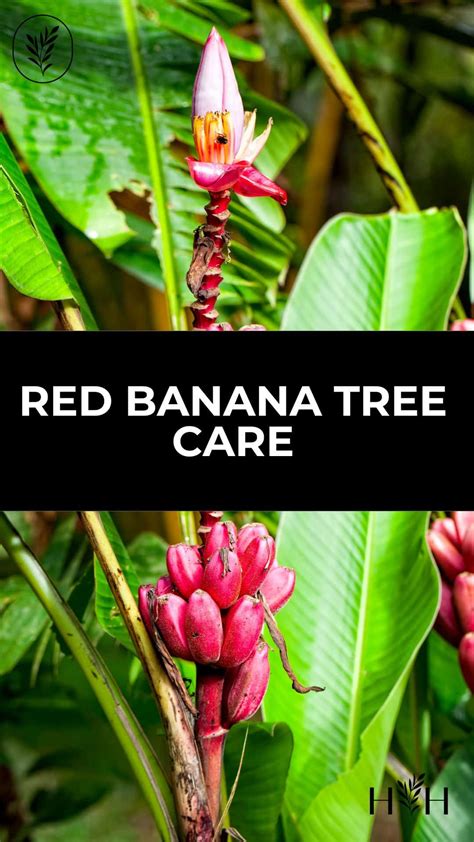 Red banana tree care Secrets for thriving, vibrant plants