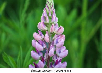 274 Maine Lupine Images, Stock Photos & Vectors | Shutterstock