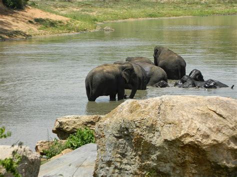 Photography: Bannerghatta National Park Safari