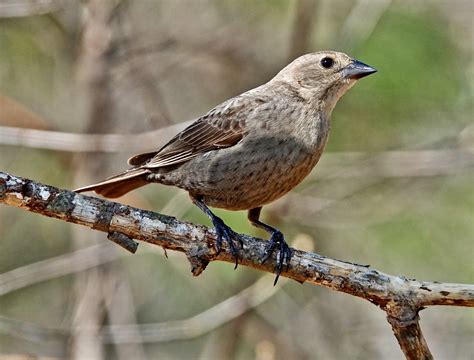 Female Brown-headed Cowbird – Pic for Today