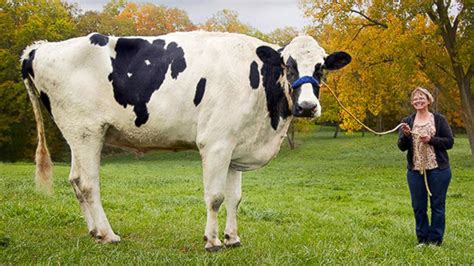 Largest Cow In The World Record - All About Cow Photos