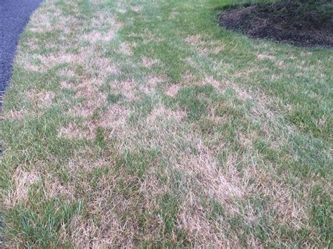 Signs of Grubs In Your Lawn & How To Get Rid of Them