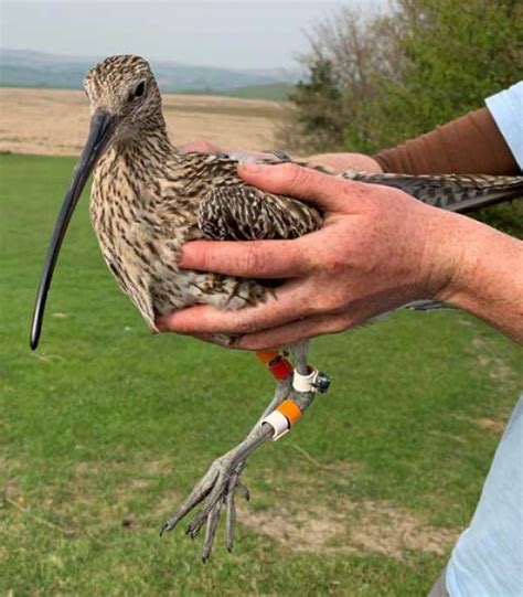 Understanding Curlew populations in Wales | BTO - British Trust for ...