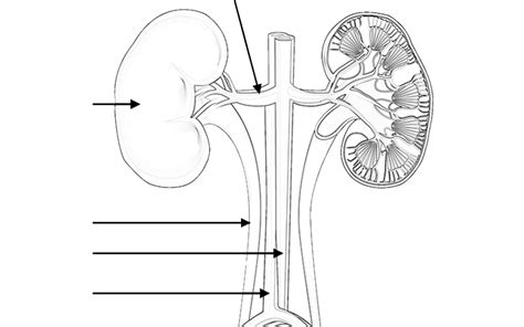 Label and Color the Urinary System