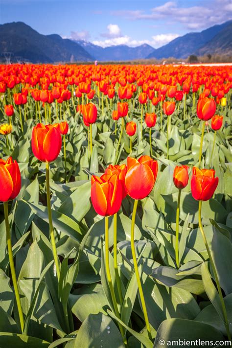 Orange Tulips 11 – Ambient Lens