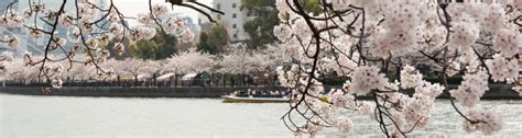 Osaka Cherry Blossoms: 8 Cherry-Picked Sakura Spots | Japan Cheapo