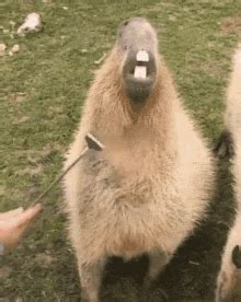 Capybara Car Gif