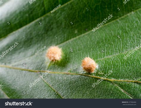 Gall Midge Larvae On Beech Leaf Ii Stock Photo 477906460 : Shutterstock