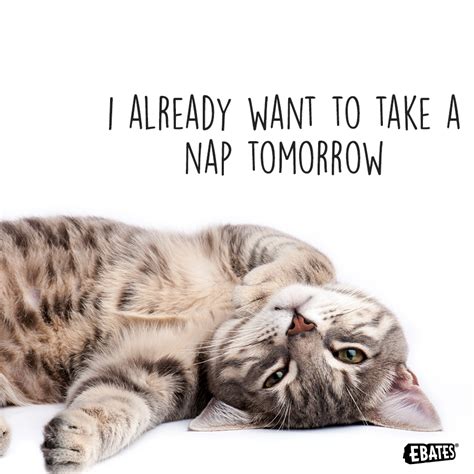 Ebates | Cute cat memes, Take a nap, Cats