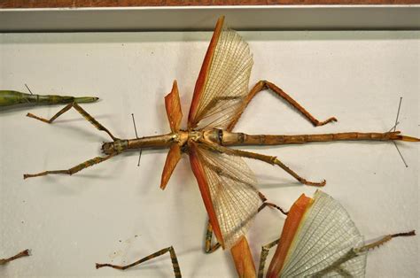 A behind-the-scenes look at our stick insect collection | Western Australian Museum