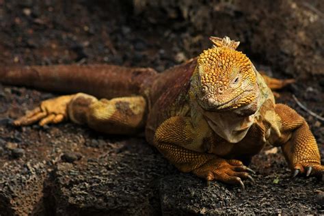 10 Galapagos Land Iguana Facts - Facts.net