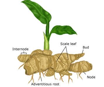 Difference between Corm and Rhizome | Plant Science 4 U