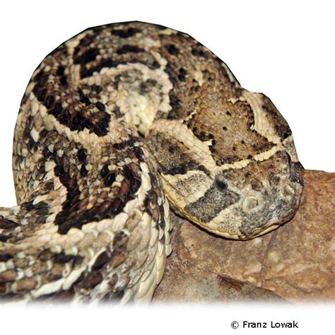 Puff Adder (Bitis arietans) - Pet Wiki