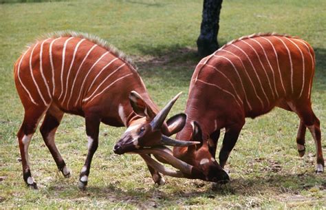 Endangered Species Photographed for LIFE Magazine in 1964