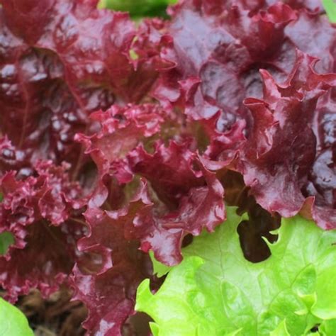 Heirloom Leaf Lettuce Mix Heirloom Seeds - Black-Seeded Simpson, Lollo ...