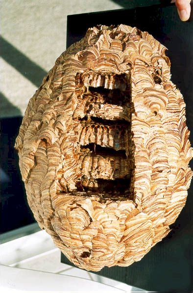 Preserving and Displaying a Hornet Nest