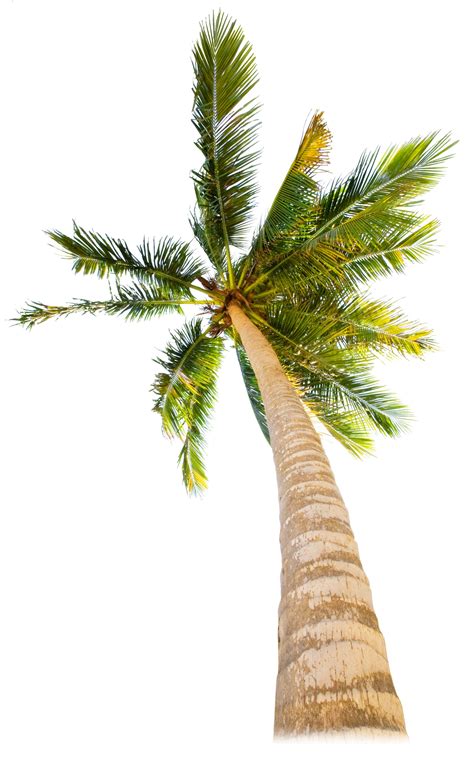 Tropical Trees | Types of Trees for Kids | DK Find Out