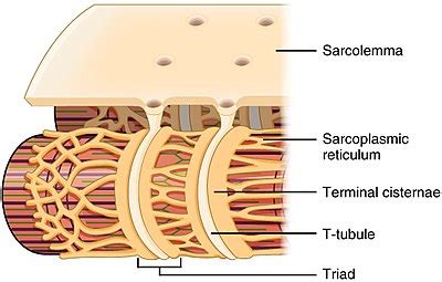 Function of t tubules