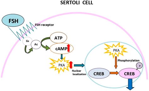 IJMS | Free Full-Text | Cyclic Adenosine Monophosphate: A Central Player in Gamete Development ...