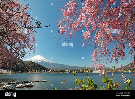 Mount Fuji And Cherry Blossom, Kawaguchiko, Japan Stock Photo - Alamy