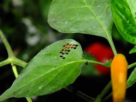 Ladybug egg on leaf stock photo. Image of control, insect - 23356796