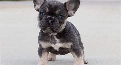 AKC Blue Tri Merle Carrier French Bulldog Puppy Boy (Howi) - FrenchieForSale.com