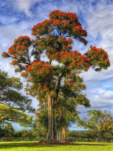 African Tulip at Liliuokalani Park by Dominic Piperata in 2020 | Flowering trees, Trees to plant ...