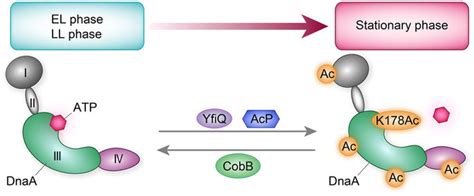 A model of the reversible acetylation of DnaA in regulating DNA... | Download Scientific Diagram