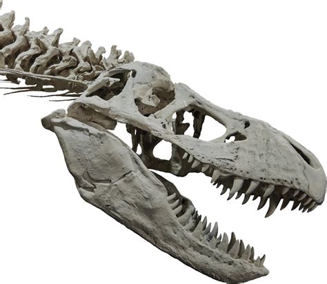 T-rex Head And Upper Body Skeleton - Trex Skull Png - Free Transparent ...