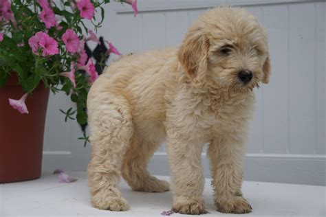 F2 Goldendoodle For Sale Fredericksburg OH Female Abby – AC Puppies LLC