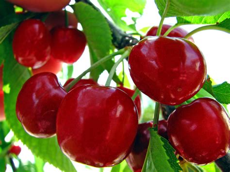 Young Urban Farmers Tip #216: Bing Cherries - Young Urban Farmers