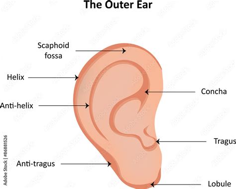 Ear Diagram With Labels