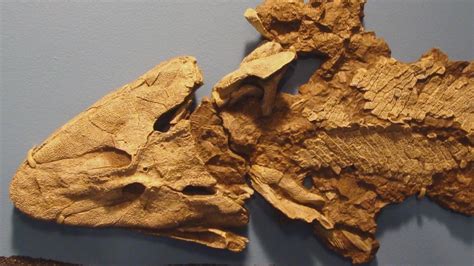 Tiktaalik pelvis