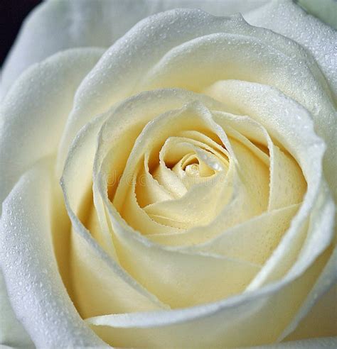 White Rose stock photo. Image of petal, blossom, yellow - 5772784