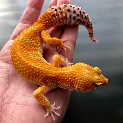 Tangerine Leopard gecko for sale | Tangerine leopard gecko, Leopard ...