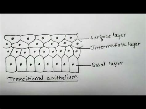 How to draw transitional epithelium || easy way - YouTube