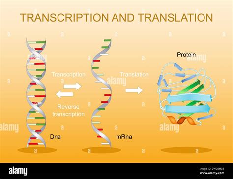 Transcription and translation. From DNA to mRNA. Protein synthesis. Genetic code. RNA processing ...