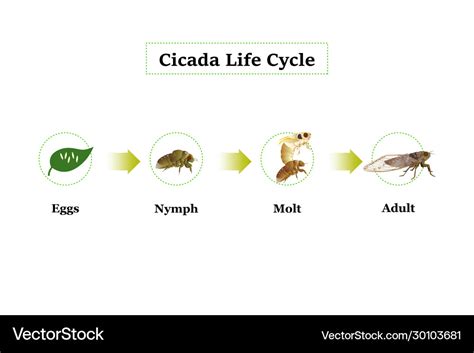 Cicada life cycle Royalty Free Vector Image - VectorStock