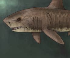 Baby shark - Desenho de dabchick312 - Gartic