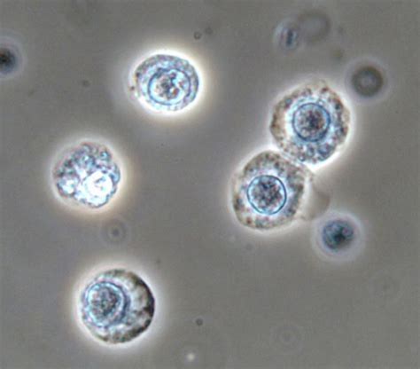 Pin de Naeri Do en 기타 | Enseñanza de química, Urinarios, Sedimentarias